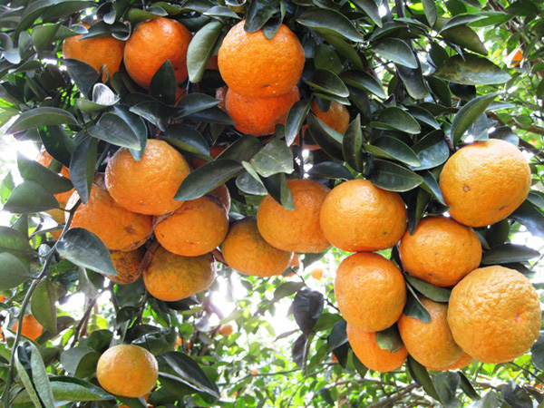 10 đặc sản làm say lòng người của Tuyên Quang