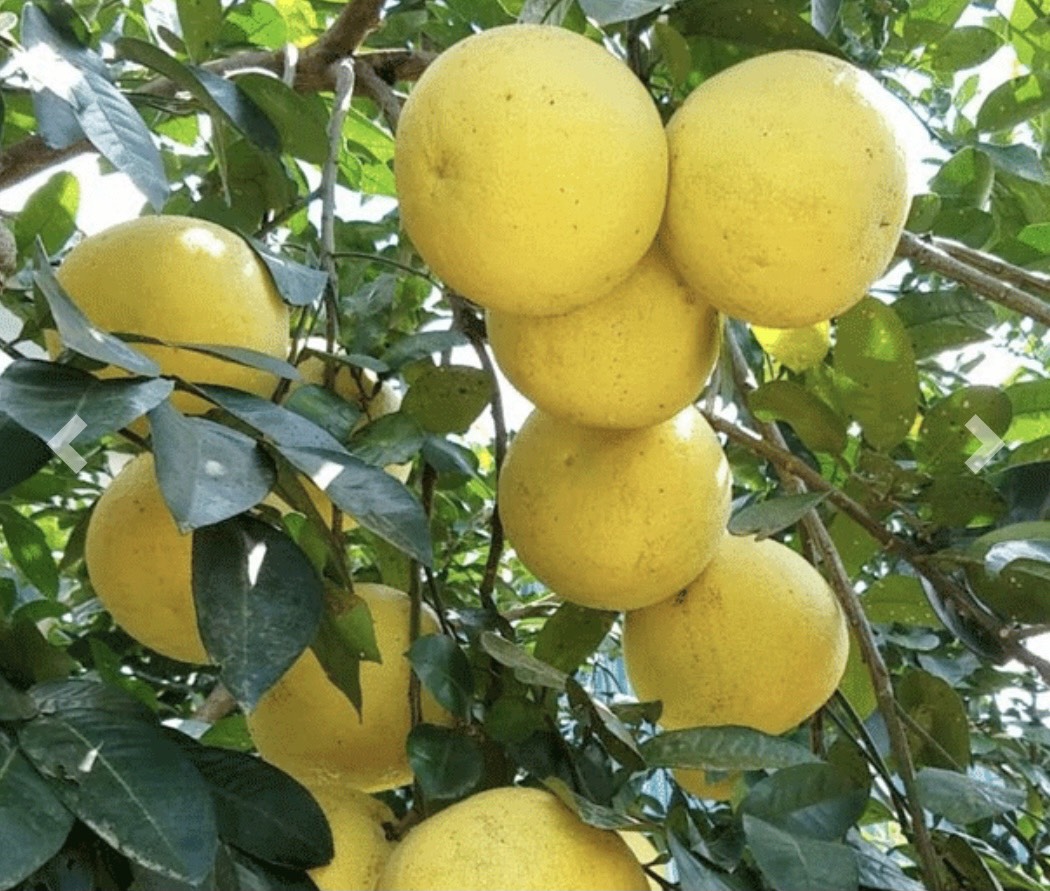 CÁCH PHÂN BIỆT BƯỞI PHÚC TRẠCH CHÍNH GỐC