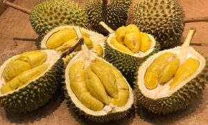 Vì sầu riêng có vị ngọt béo hấp dẫn nên rất được ưa chuộng trong các loại trái cây nhiệt đới. Tuy nhiên, top 5 thứ sầu riêng "kỵ" mà bạn không nên ăn sầu riêng, với món nào và những ai không nên ăn sầu riêng để đảm bảo về mặt sức khỏe, bạn đã thực sự biết rõ?